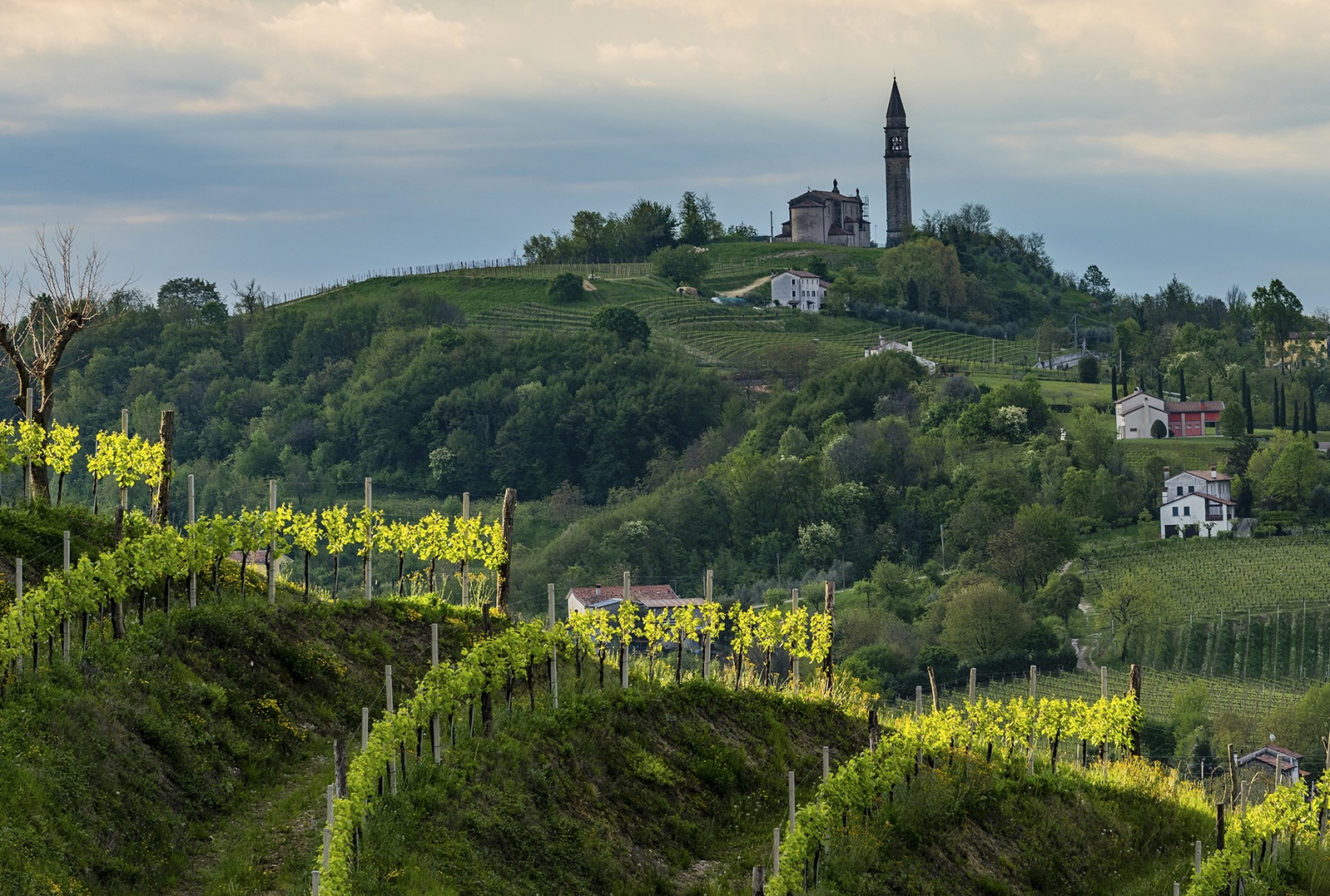 Le colline del Conegliano Valdobbiadene
